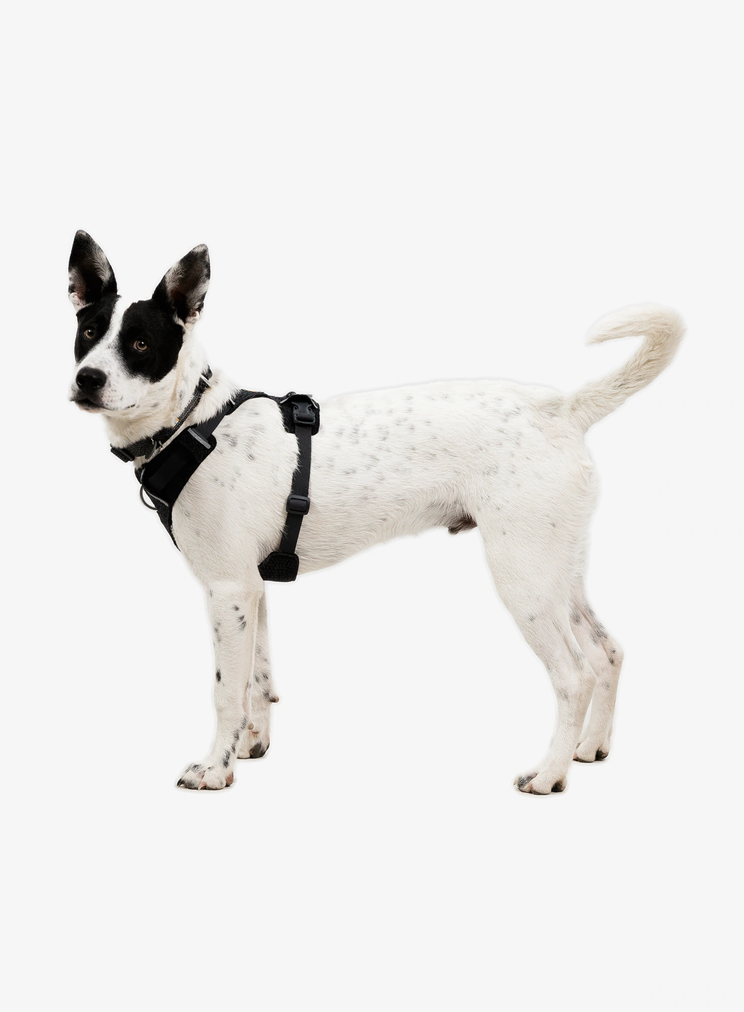 Ruffwear Front Range Flex Harness S  Kutyaszíj - basalt gray