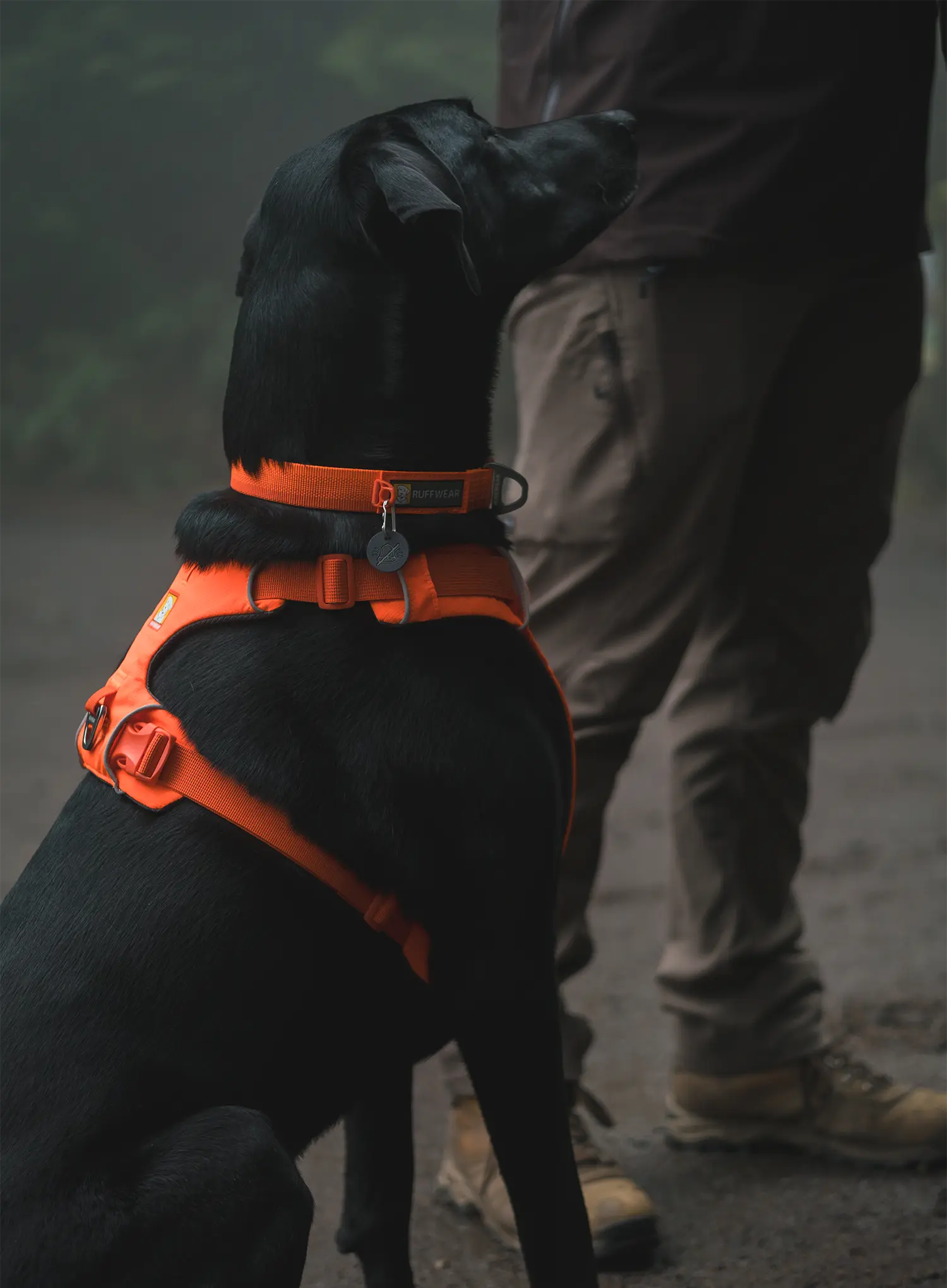 Ruffwear Web Master Harness Kutyaszíj - blaze orange