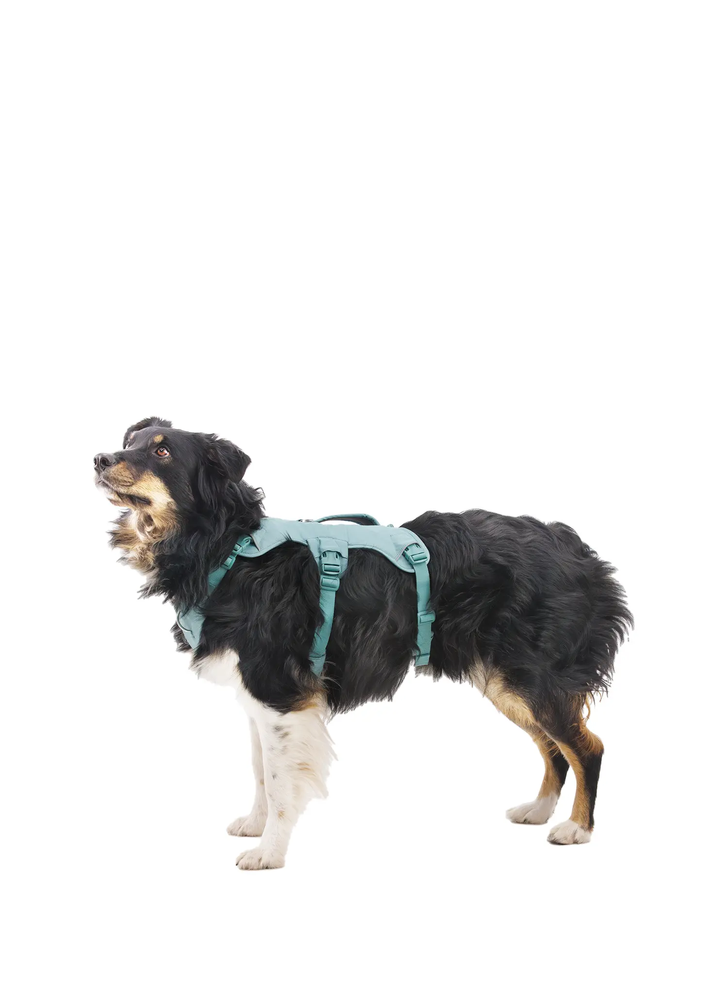 Ruffwear Web Master Harness Kutyaszíj - river rock green